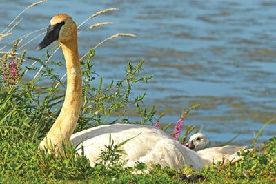Trumpeter Swan And Cygnet by Brian Wolf metal wall art