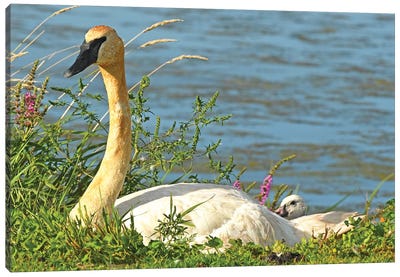Trumpeter Swan And Cygnet Canvas Art Print - Brian Wolf