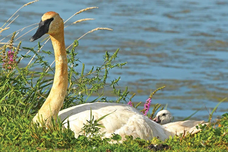 Trumpeter Swan And Cygnet