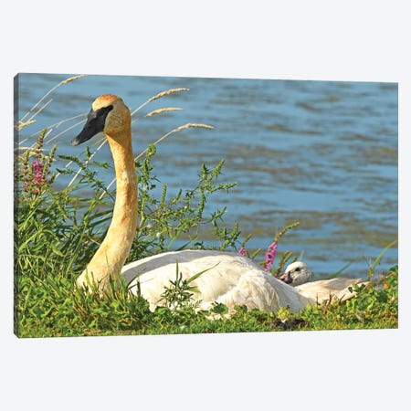 Trumpeter Swan And Cygnet Canvas Print #BWF559} by Brian Wolf Canvas Wall Art
