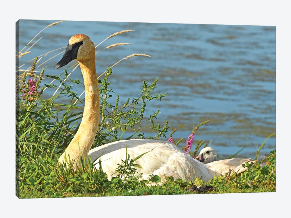 Trumpeter Swan And Cygnet by Brian Wolf 1-piece Canvas Print