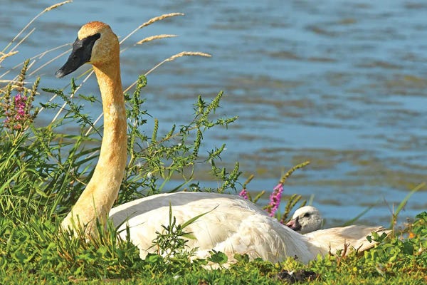 Brian Wolf: Trumpeter Swan And Cygnet by Brian Wolf