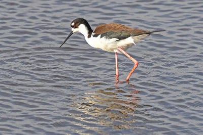 Black Neck Stilt by Brian Wolf canvas print