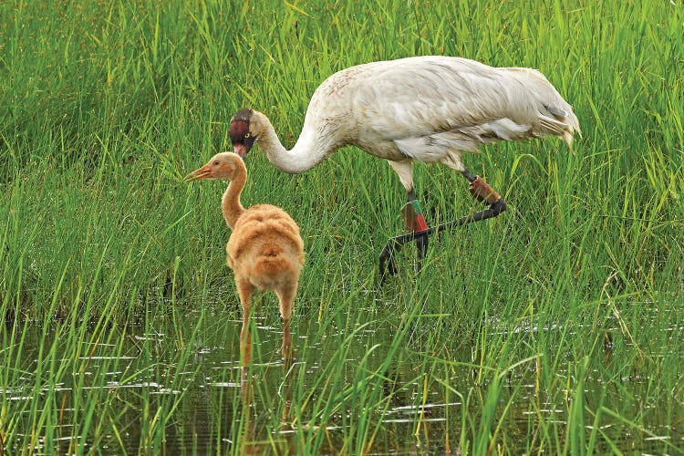 Endangered Whooping Crane And Colt