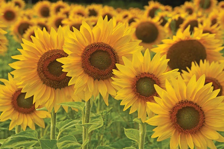 Sunflowers All In A Row