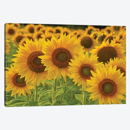 Sunflowers All In A Row Canvas Print #BWF561} by Brian Wolf Canvas Print