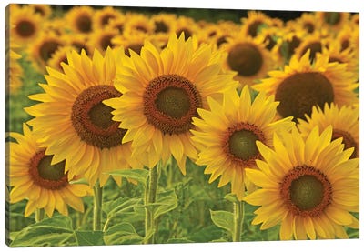 Sunflowers All In A Row Canvas Art Print - Brian Wolf