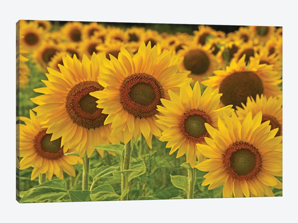 Sunflowers All In A Row by Brian Wolf 1-piece Canvas Art