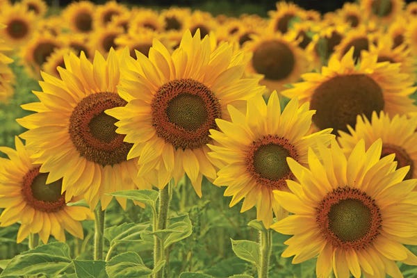 Wildflowers: Sunflowers All In A Row by Brian Wolf