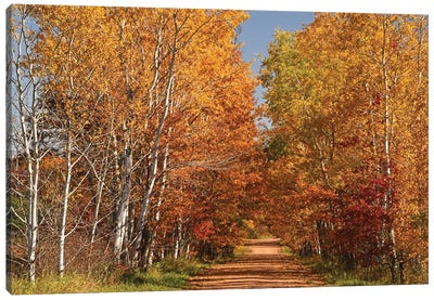 Country Road Canvas Art Print - Brian Wolf