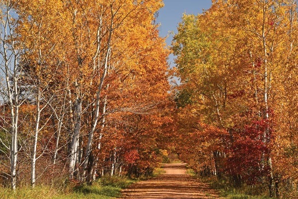 Brian Wolf: Country Road by Brian Wolf