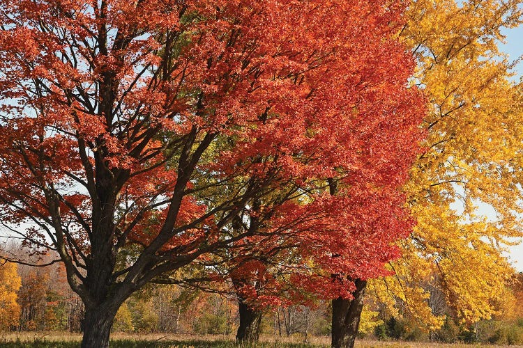 Majestic Maple Sentinels