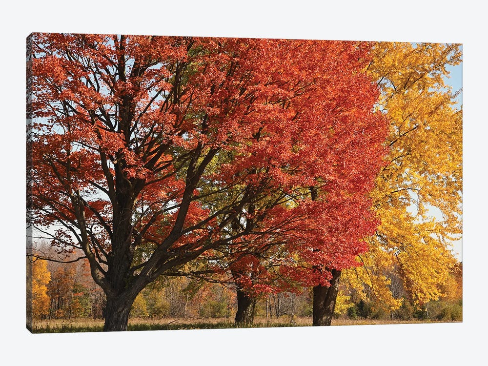 Majestic Maple Sentinels by Brian Wolf 1-piece Canvas Wall Art