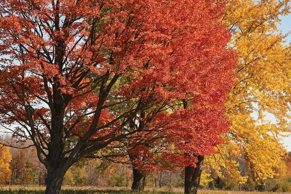 Brian Wolf: Majestic Maple Sentinels by Brian Wolf