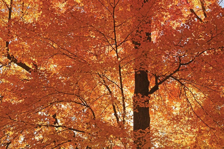 Sunshine On Maples