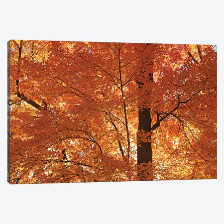 Sunshine On Maples Canvas Print #BWF566} by Brian Wolf Canvas Art