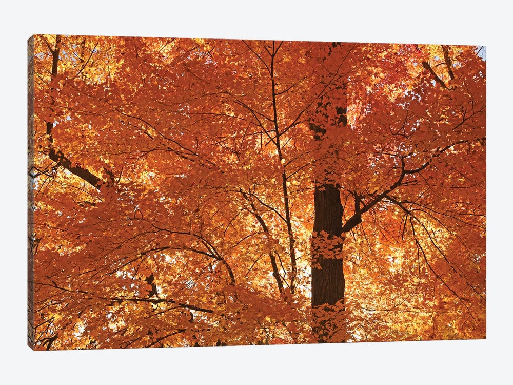 Sunshine On Maples by Brian Wolf 1-piece Art Print