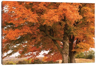 Majestic Red Maples Canvas Art Print - Brian Wolf