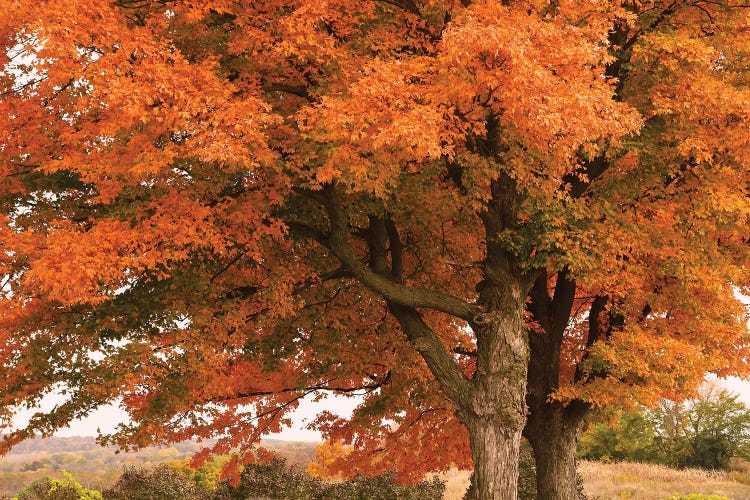 Majestic Red Maples