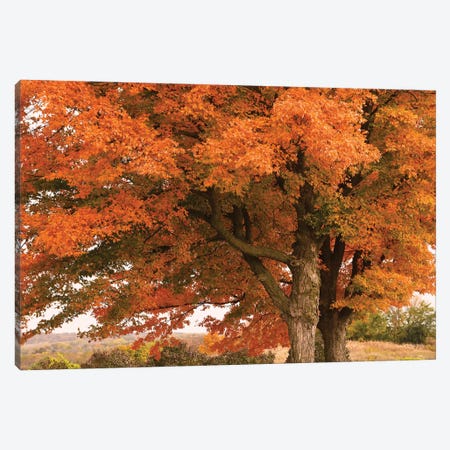 Majestic Red Maples Canvas Print #BWF567} by Brian Wolf Canvas Artwork