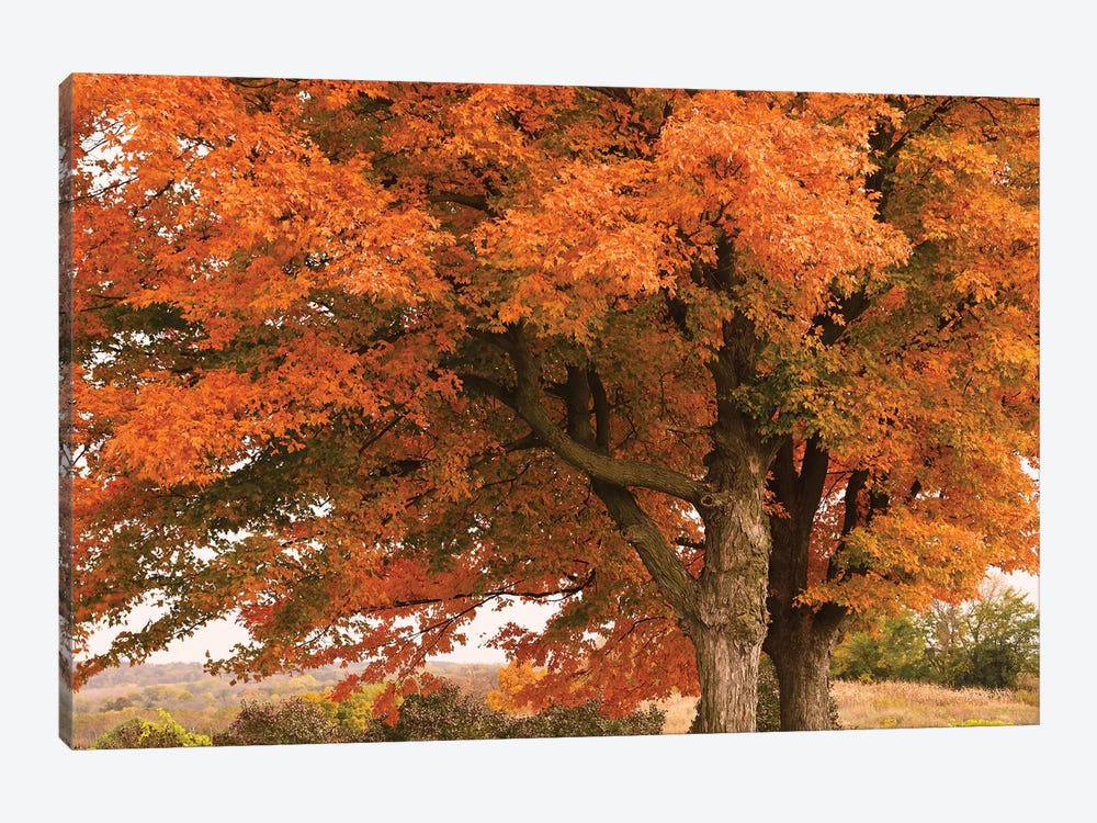 Majestic Red Maples by Brian Wolf 1-piece Canvas Wall Art