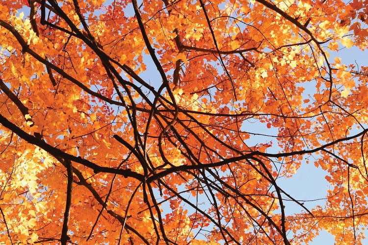 Autumn Patterns by Brian Wolf wall art