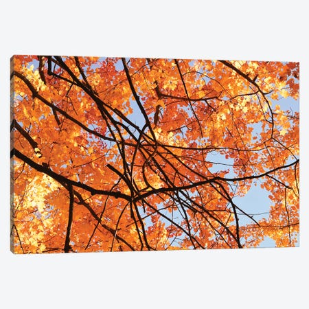 Autumn Patterns Canvas Print #BWF568} by Brian Wolf Canvas Print
