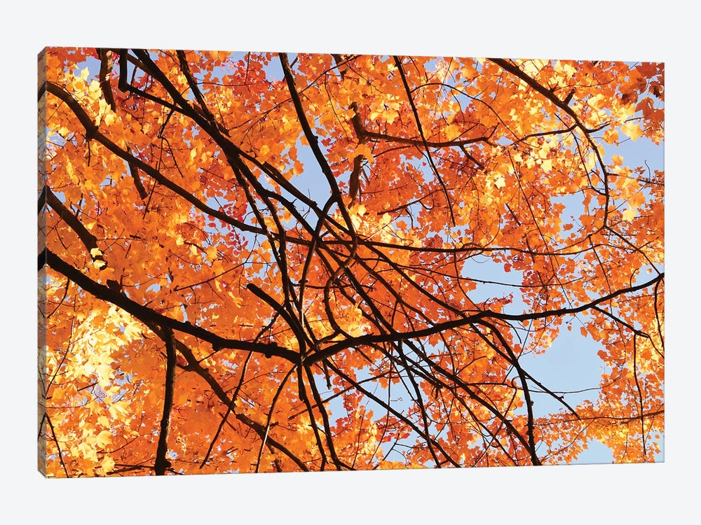 Autumn Patterns by Brian Wolf 1-piece Canvas Print