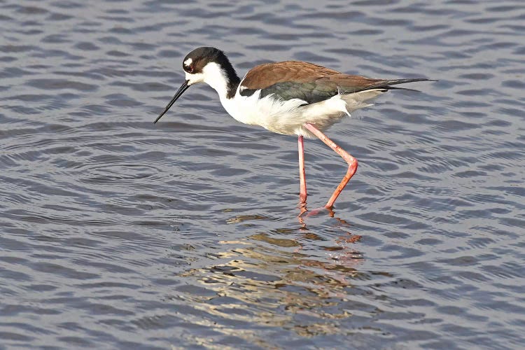 Black Neck Stilt