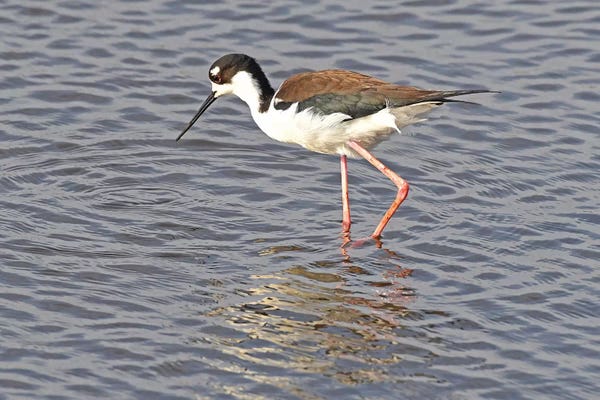 Brian Wolf: Black Neck Stilt by Brian Wolf