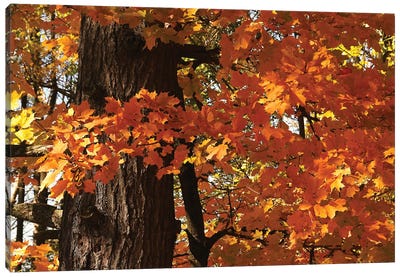 Maple Leaves Canvas Art Print - Brian Wolf