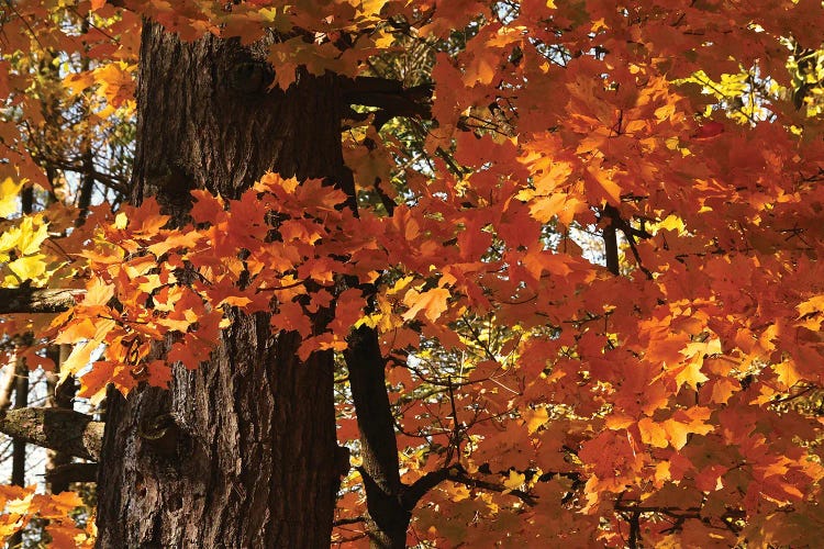 Maple Leaves by Brian Wolf wall art
