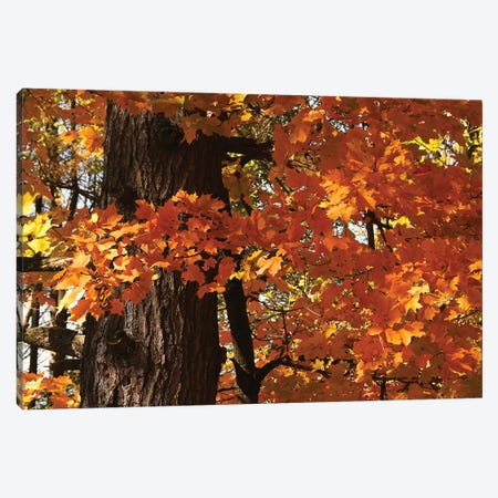 Maple Leaves Canvas Print #BWF570} by Brian Wolf Canvas Art