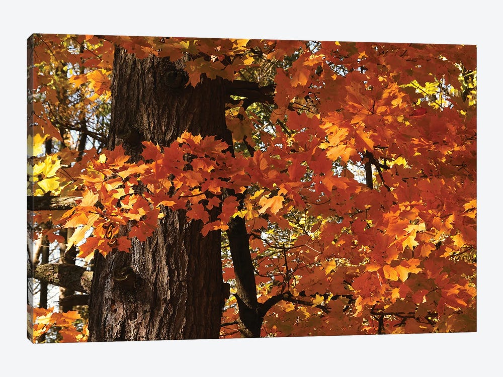 Maple Leaves by Brian Wolf 1-piece Canvas Artwork