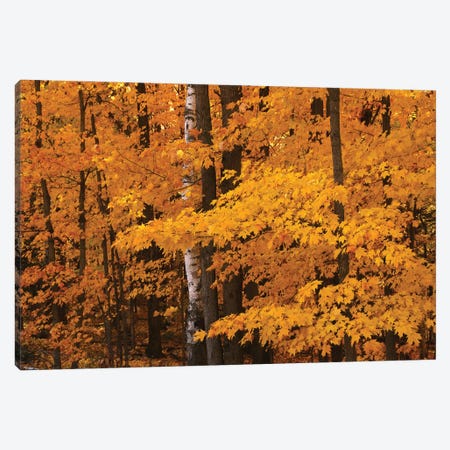 Majestic Red Maples Canvas Art by Brian Wolf | iCanvas