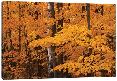 Maple Forest Canvas Art Print - Brian Wolf