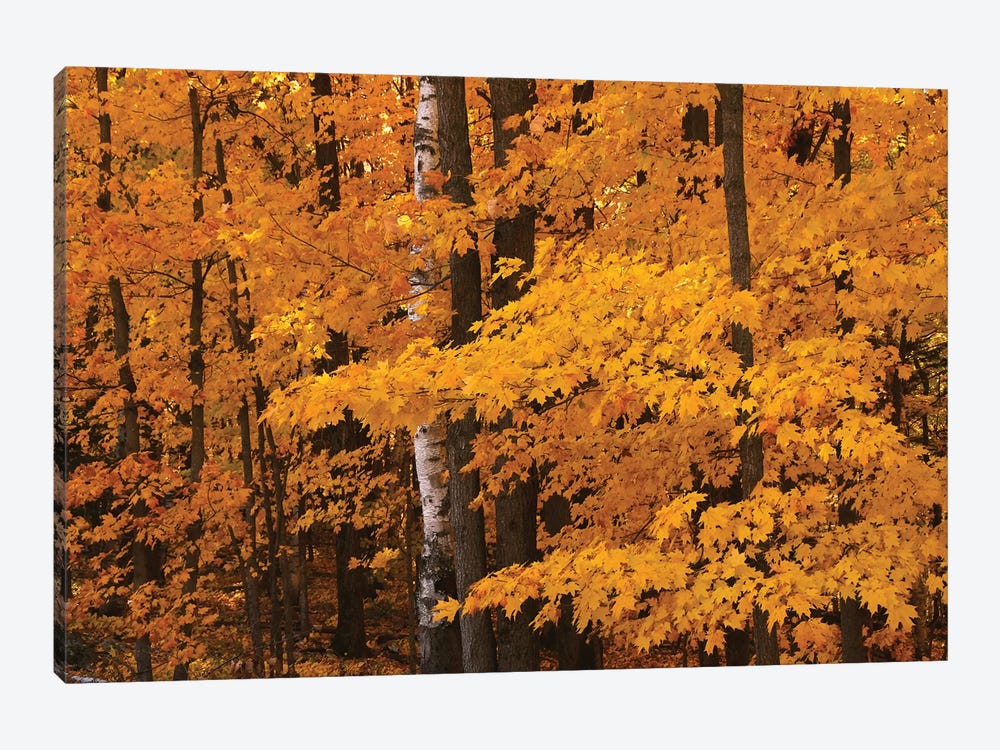 Maple Forest by Brian Wolf 1-piece Art Print
