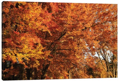 Stand Of Orange Maples Canvas Art Print - Brian Wolf