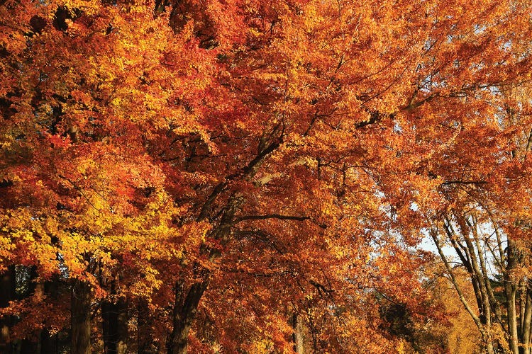 Stand Of Orange Maples