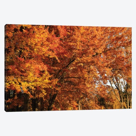 Stand Of Orange Maples Canvas Print #BWF572} by Brian Wolf Canvas Art