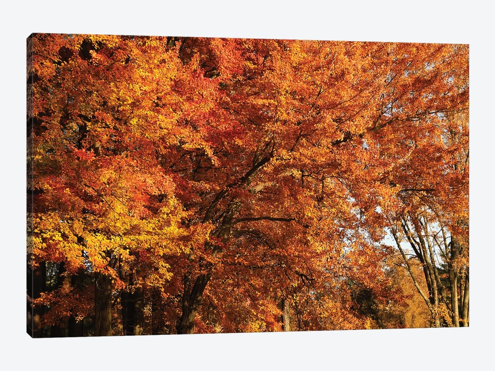 Stand Of Orange Maples by Brian Wolf 1-piece Canvas Art