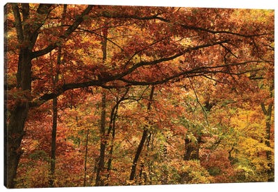 Autumn In The Oak Forest Canvas Art Print - Brian Wolf