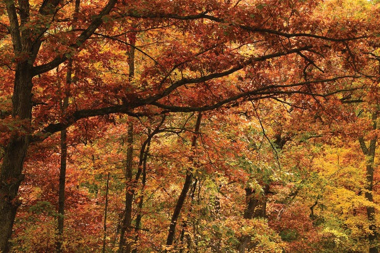 Autumn In The Oak Forest by Brian Wolf wall art