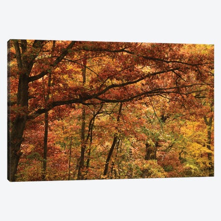 Autumn In The Oak Forest Canvas Print #BWF573} by Brian Wolf Canvas Art