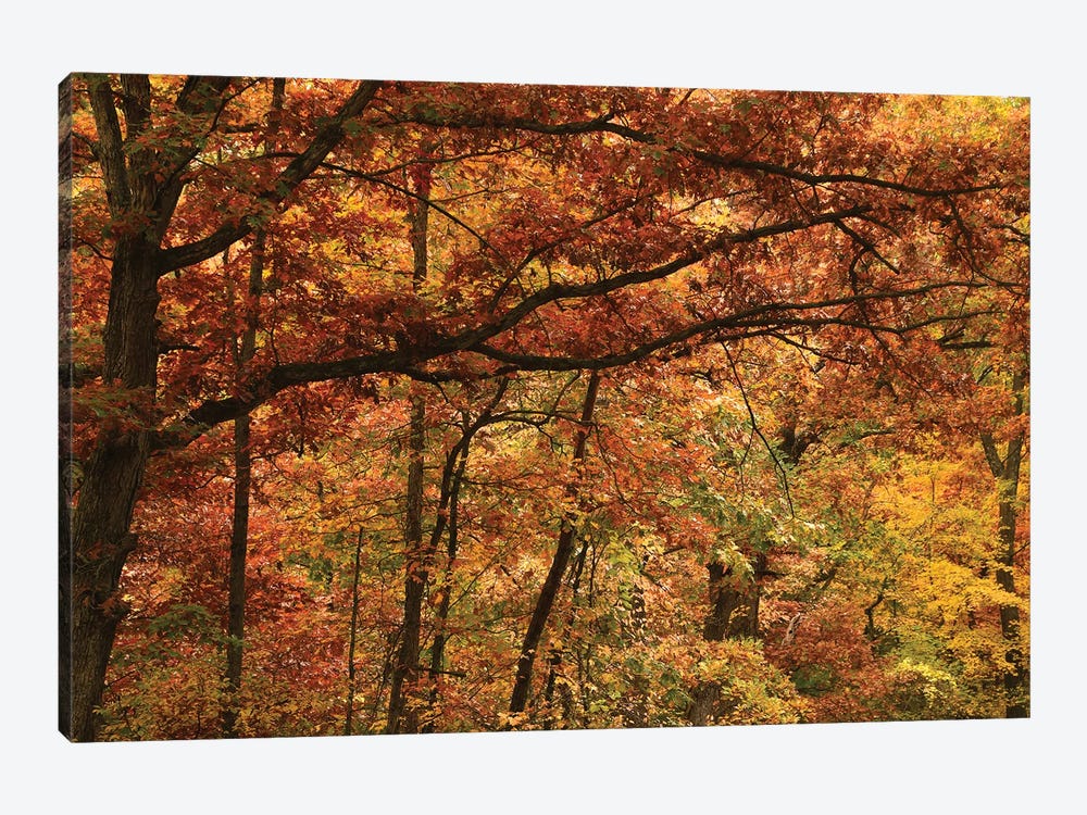 Autumn In The Oak Forest by Brian Wolf 1-piece Art Print