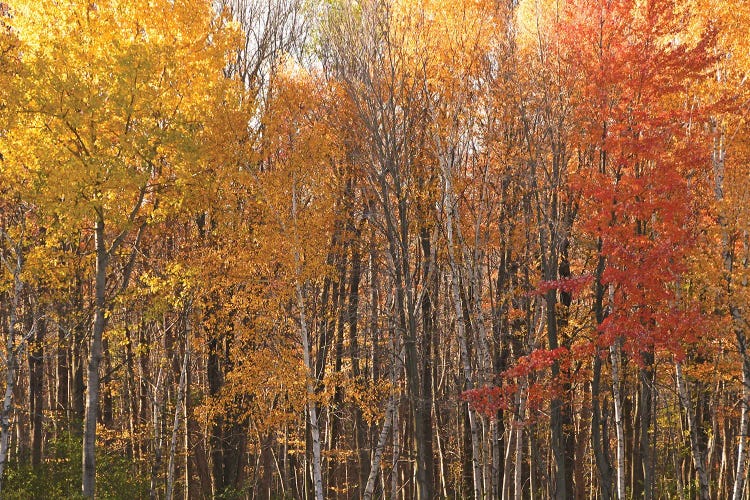 Stand Of Color by Brian Wolf wall art