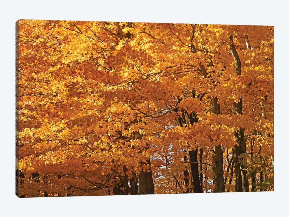 Sunshine Maples by Brian Wolf 1-piece Canvas Print