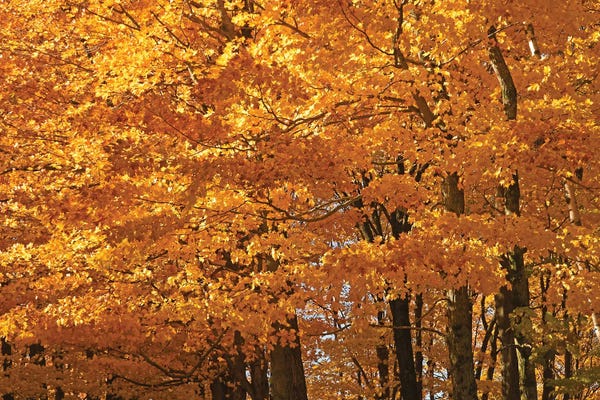 Brian Wolf: Sunshine Maples by Brian Wolf