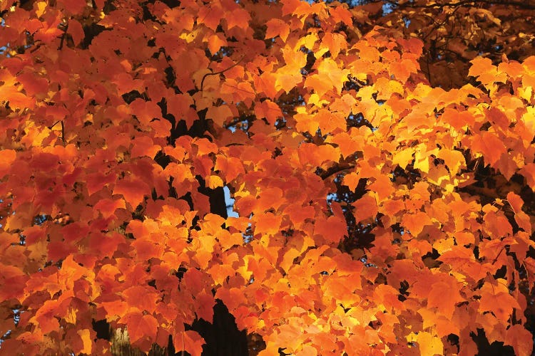 Orange by Brian Wolf wall art