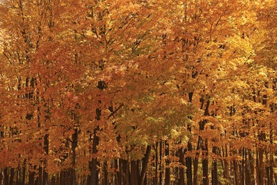 Maple Forest At Peak by Brian Wolf art print